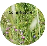 B2 coin nature