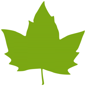 feuille arbre